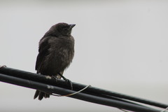 Molothrus bonariensis bonariensis