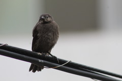 Molothrus bonariensis bonariensis