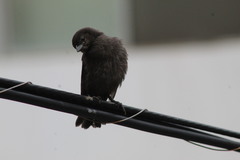 Molothrus bonariensis bonariensis