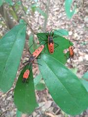 Macrocheraia grandis