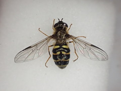 Dasysyrphus venustus
