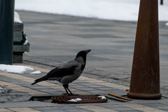 Corvus cornix