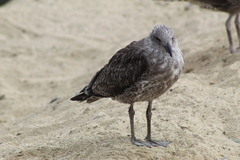 Larus dominicanus dominicanus