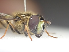 Dasysyrphus venustus