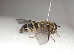 Dasysyrphus venustus