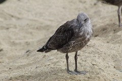 Larus dominicanus dominicanus