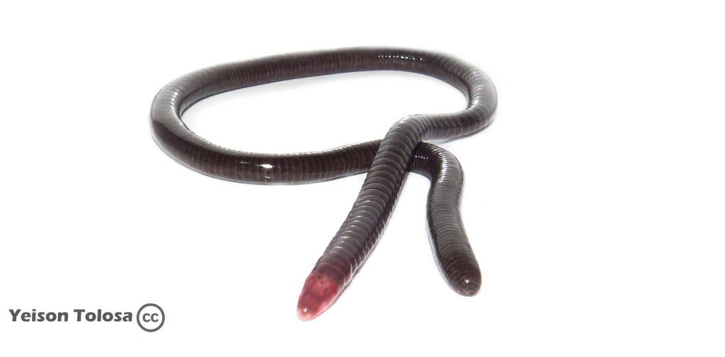 Honda Caecilian