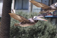 Pelecanus thagus