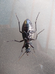 Carabus rugosus celtibericus
