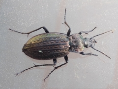 Carabus rugosus celtibericus