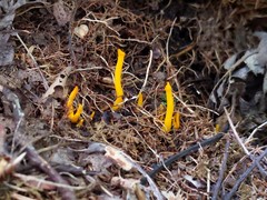 Clavulinopsis helvola
