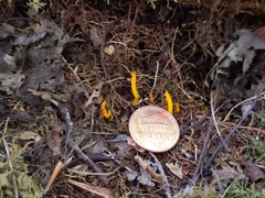 Clavulinopsis helvola