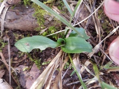 Spiranthes lacera gracilis