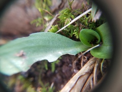 Spiranthes lacera gracilis