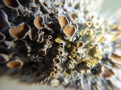 Xanthoria parietina