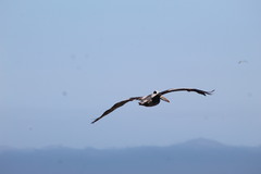 Pelecanus thagus
