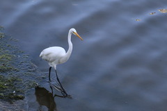 Ardea alba