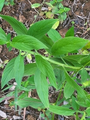 Echium stenosiphon image