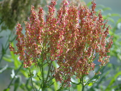 Rumex
