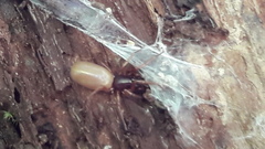 Dysderidae