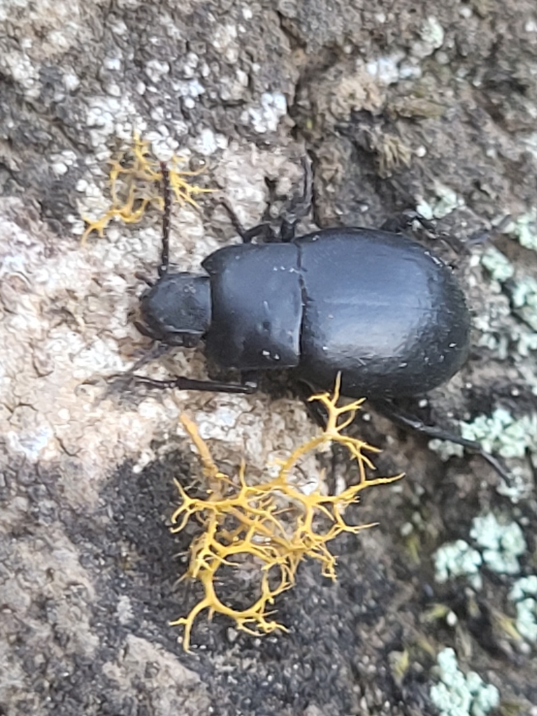 Oxycara pedinoides