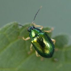 Colaspis laeta