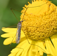 Geranomyia communis