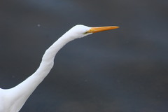 Ardea alba
