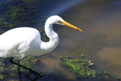 Ardea alba