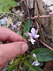 Viola ambigua