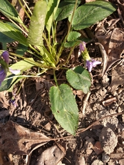 Viola ambigua