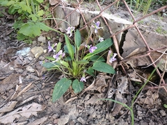 Viola ambigua