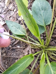 Viola ambigua