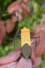 Galaesus hasticornis