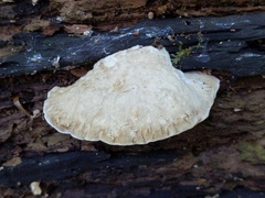 Postia tephroleuca