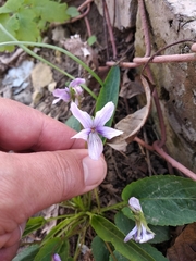 Viola ambigua