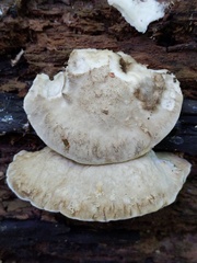 Postia tephroleuca