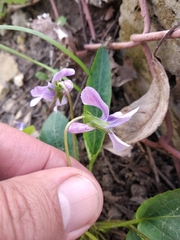 Viola ambigua