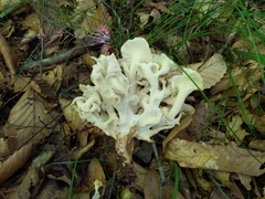 Polyporus umbellatus