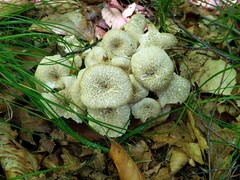 Polyporus umbellatus