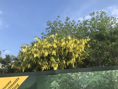 Laburnum