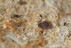 Geogarypidae