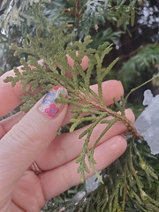 Thuja occidentalis