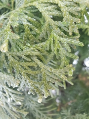 Thuja occidentalis
