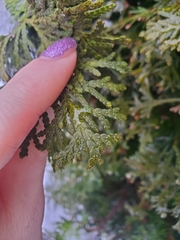 Thuja occidentalis
