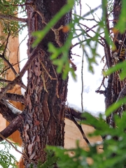 Thuja occidentalis