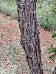 Dalbergia miscolobium