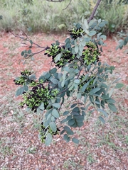 Dalbergia miscolobium