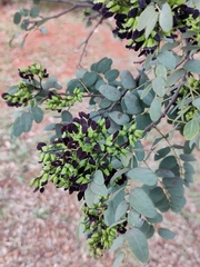 Dalbergia miscolobium