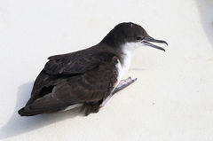 Puffinus subalaris